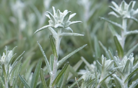 Edelweiss - Leontopodium 'Matterhorn'
