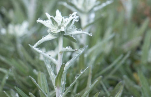 Edelweiss - Leontopodium 'Mont Blanc'
