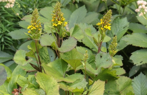 Kruiskruid - Ligularia 'Little Latern'