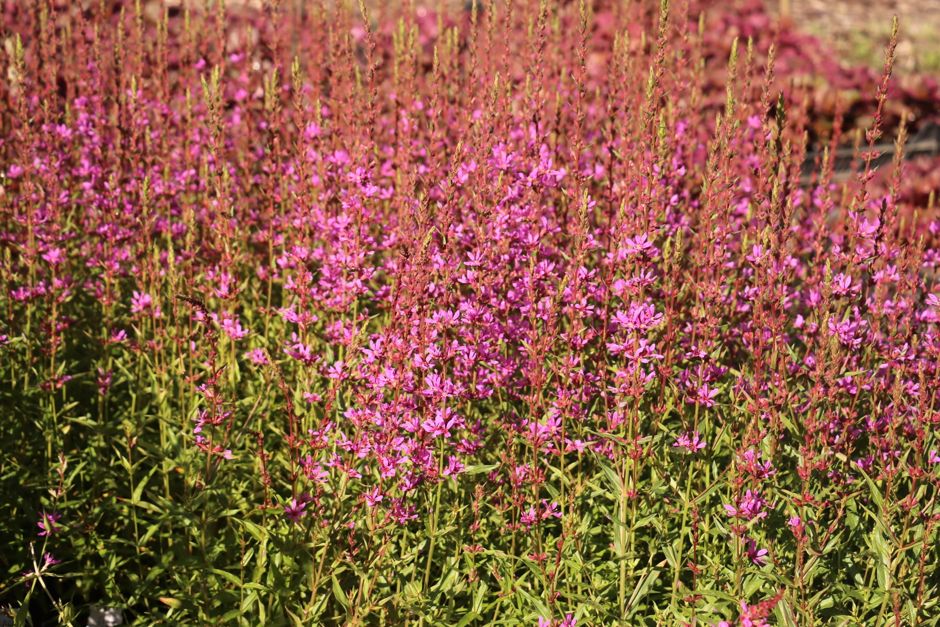 Kattenstaart - Lythrum 'Dropmore Purple'