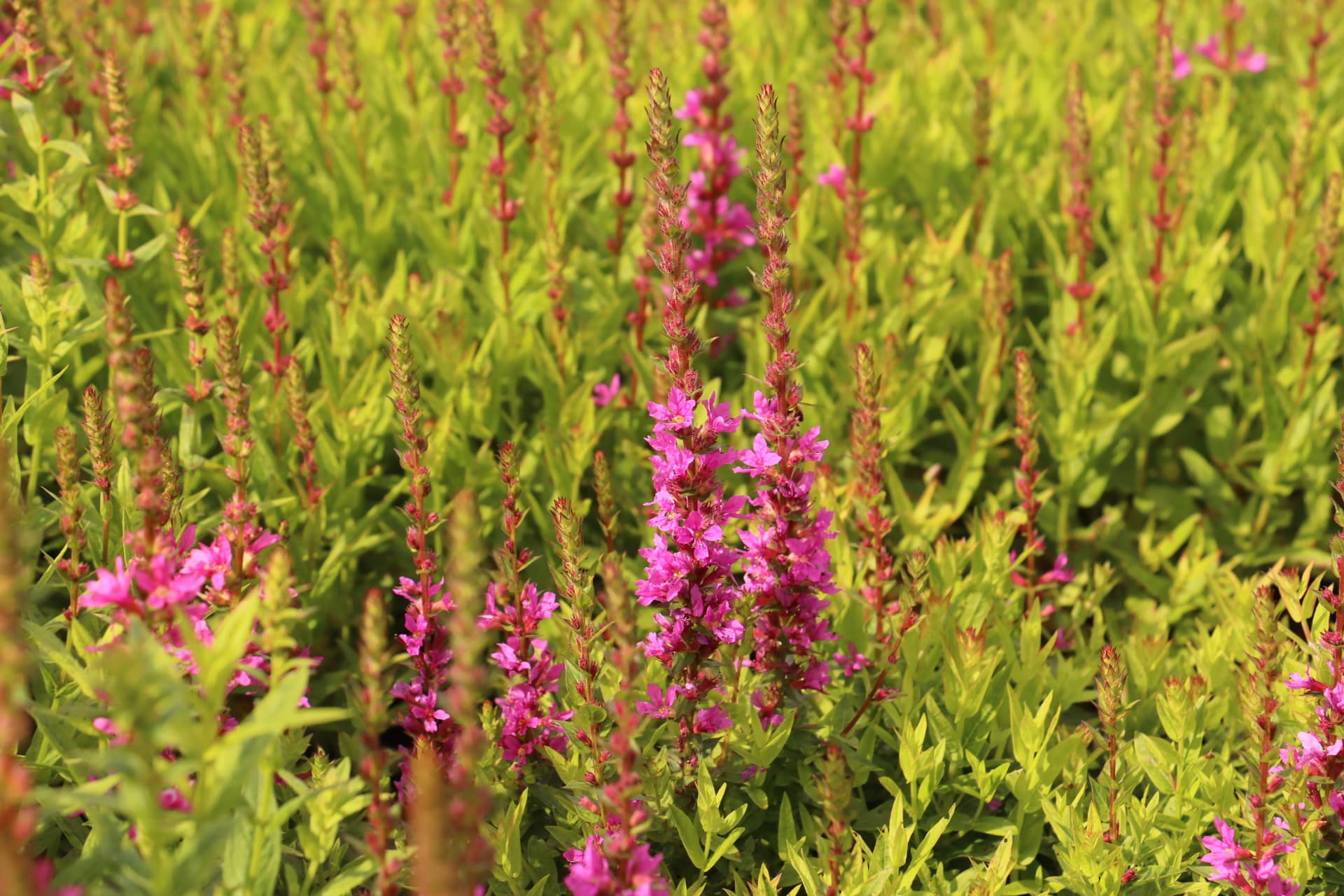Kattenstaart - Lythrum salicaria 'Robin'