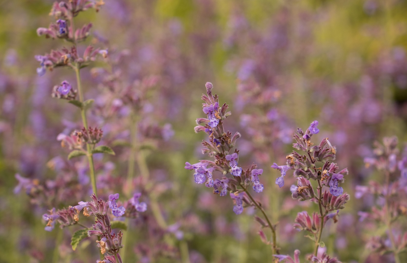 Kattenkruid  - Nepeta faassenii 'Junior Walker'
