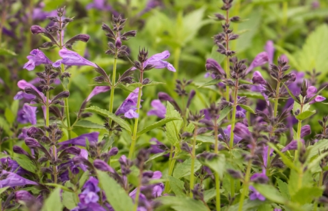 Kattenkruid - Nepeta subsessilis 'Purple Prelude'
