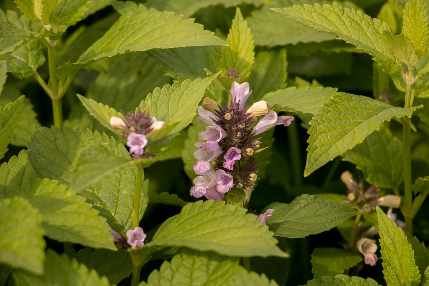 Kattekruid - Nepeta subsessilis 'Sweet Dreams'