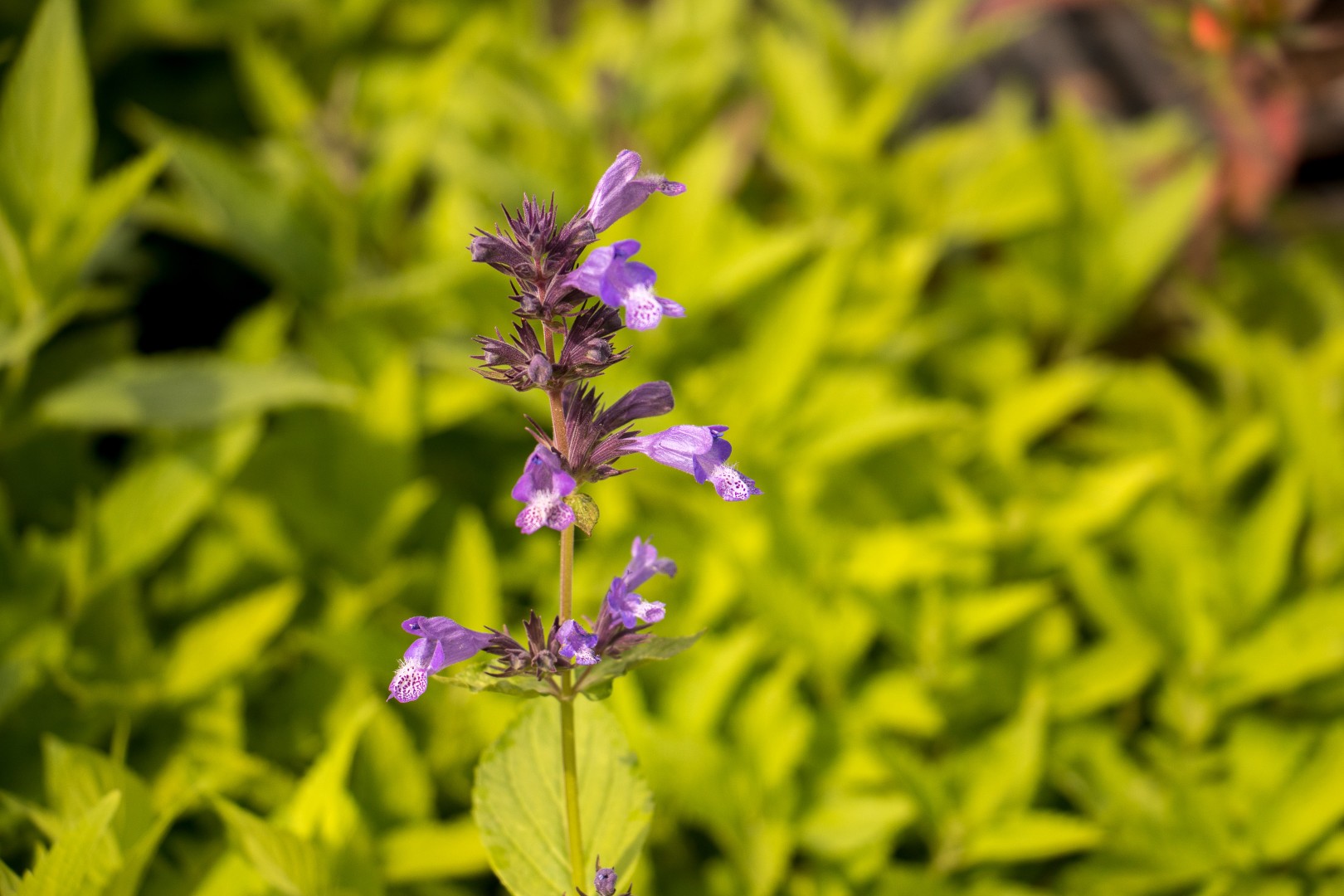 kattenkruid - Nepeta subsellis Washfield