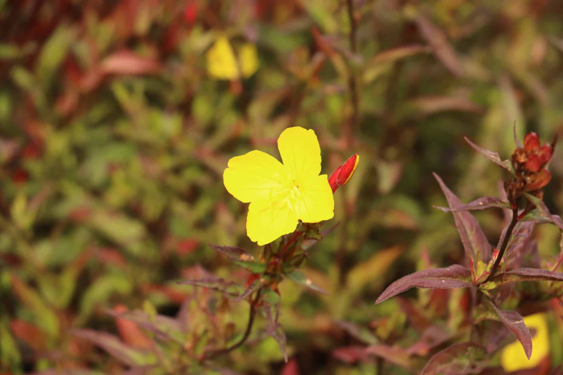 Teunisbloem - Oenothera fruticosa 'Erica Robin'