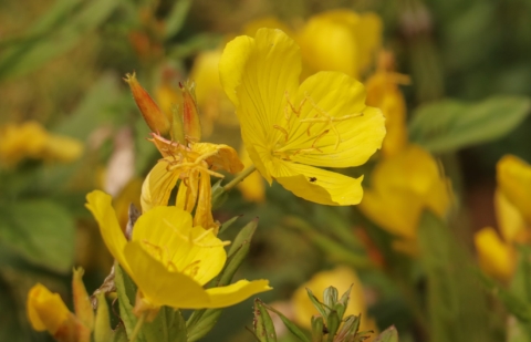 Teunisbloem - Oenothera fruticosa ssp. glauca 'Mörtelweber' 