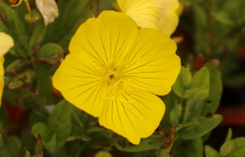 Teunisbloem - Oenothera pilosella