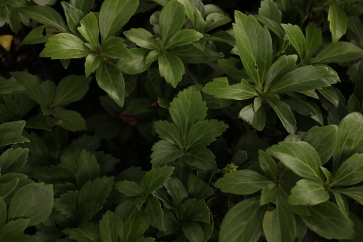  - Pachysandra terminalis 'Green Carpet'