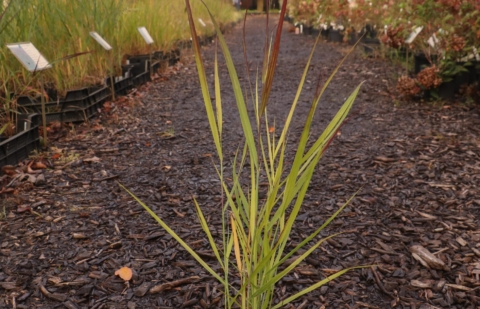 Vingergras - Panicum virgatum 'Sangria'