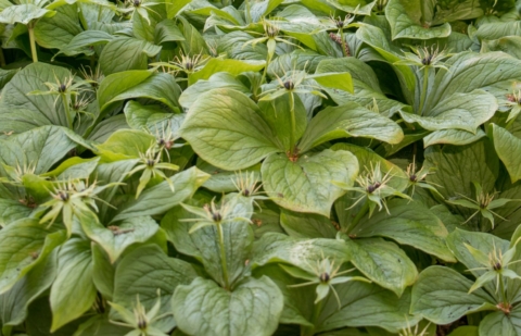 Eenbes - Paris quadrifolia