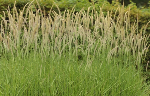 Lampenpoetsersgras - Pennisetum orientale 'Fairy Tails'