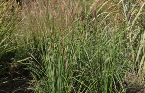 Lampenpoetsersgras - Pennisetum thunbergii 'Red Buttons'