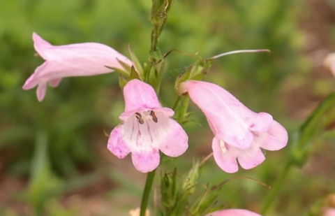 Schildpadbloem, slangekop - Penstemon 'Apple Blossom'