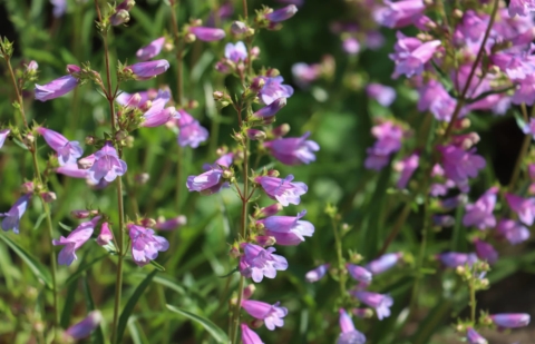 Schildpadbloem, slangekop - Penstemon glaber