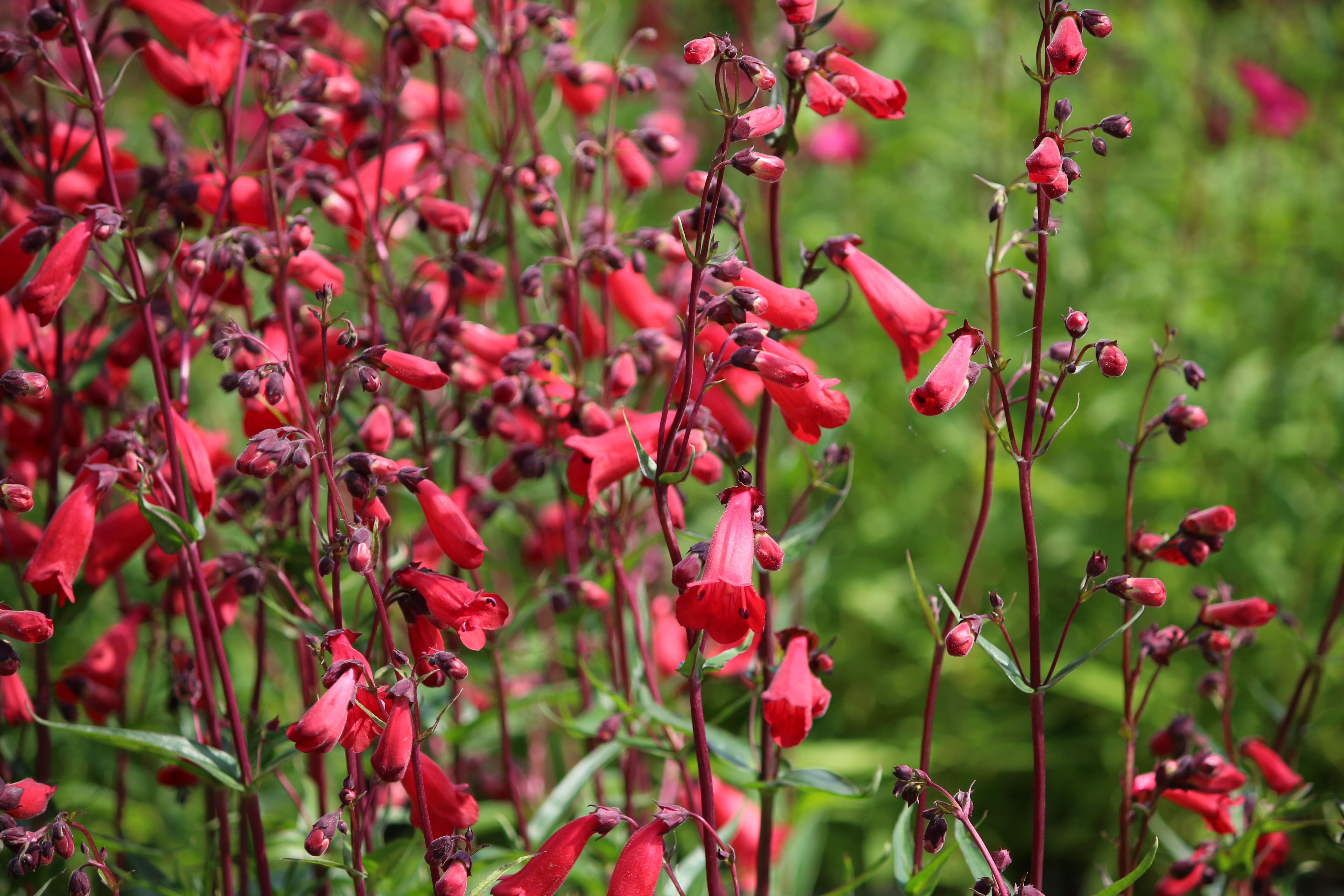 Schildpadbloem, slangekop - Penstemon 'Schoenholzeri' 