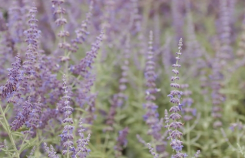 Reuzenlavendel - Perovskia atriplicifolia 'Silvery Blue'