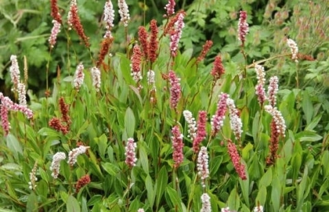 Duizendknoop - Persicaria affinis 'Darjeeling Red'
