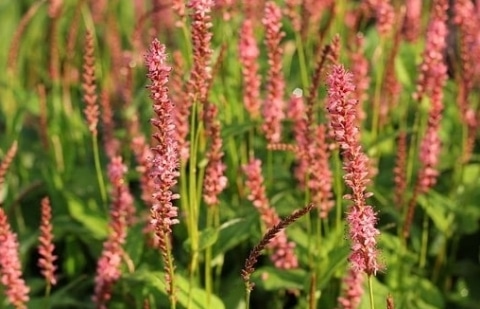 Duizendknoop - Persicaria amplexicaule 'Orangefield'