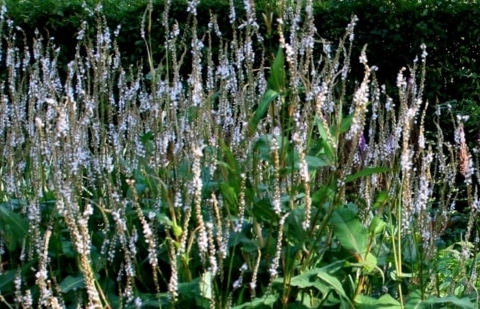 Duizendknoop - Persicaria amplexicaule 'Album'