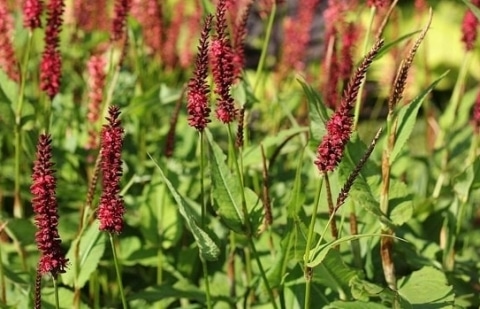 Duizendknoop - Persicaria amplexicaule 'Blackfield'®