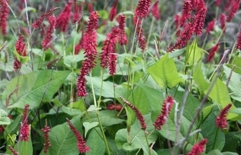 Duizendknoop - Persicaria amplexicaule 'Inverleith'