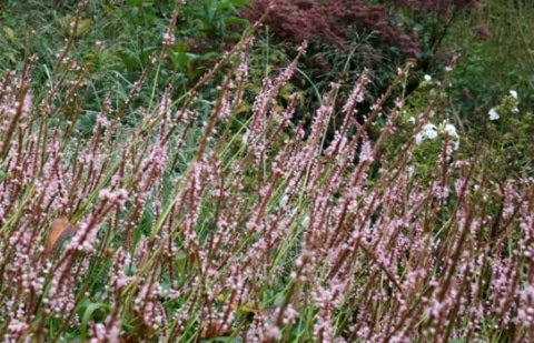 Duizendknoop - Persicaria amplexicaule 'Rosea'
