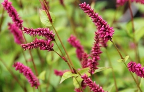 Duizendknoop - Persicaria amplexicaule 'Pendula'