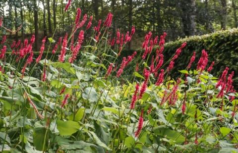 Duizendknoop - Persicaria amplexicaule 'Fat Domino'