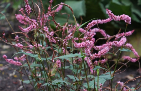 Duizendknoop - Persicaria amplexicaule 'Pink Elephant'