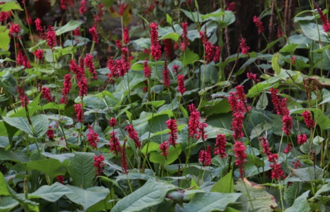 Duizendknoop - Persicaria amplexicaule 'Taurus'