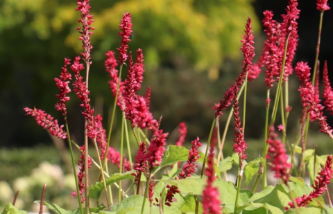 Duizendknoop - Persicaria amplexicaule 'Firedance'