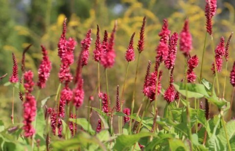 Duizendknoop - Persicaria amplexicaule 'JS Calor'