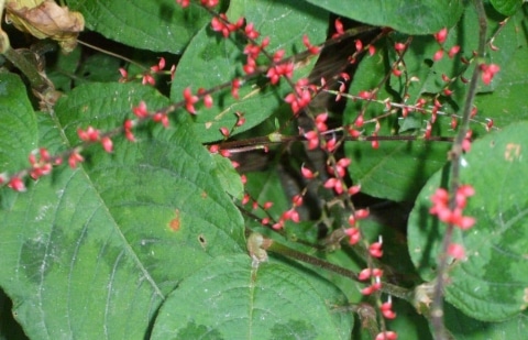 Duizendknoop - Persicaria filiforma