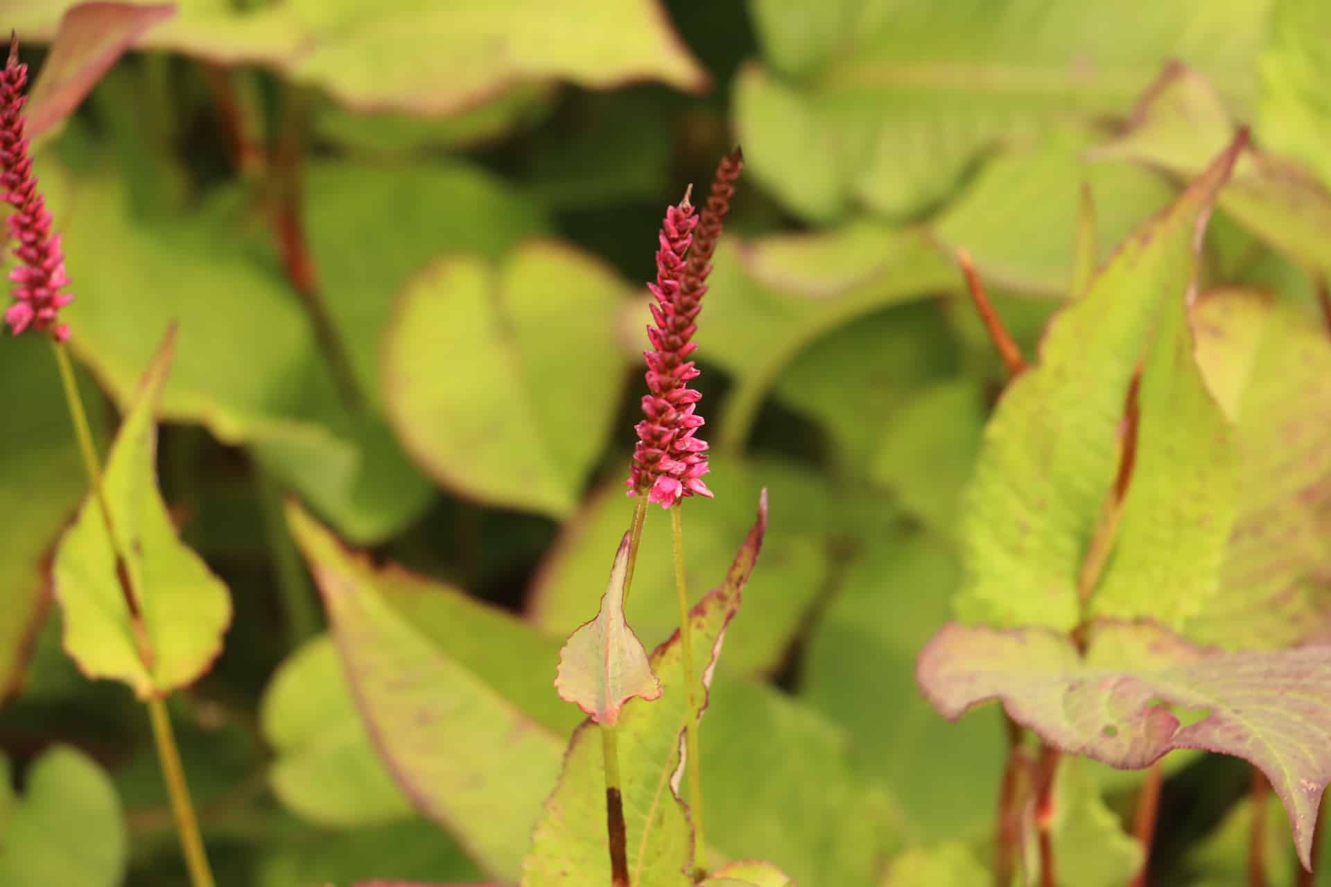 Duizendknoop - Persicaria amplexicuale 'Lisan'