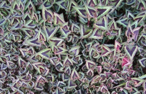 Duizendknoop - Persicaria microcephala 'Purple Fantasy'