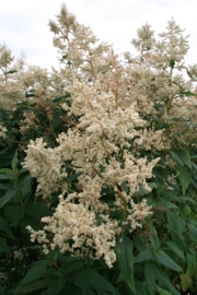 Duizendknoop - Persicaria polymorpha