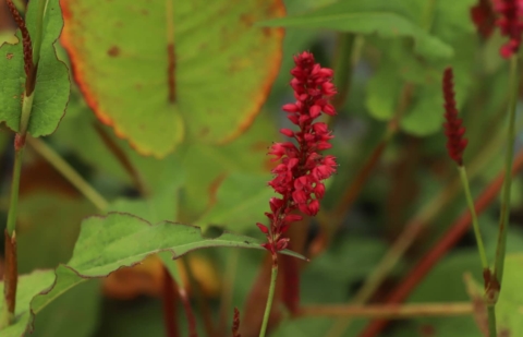 Duizendknoop - Persicaria amplexicaule 'Speciosum'