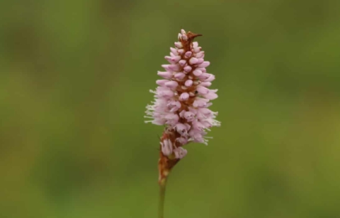 Duizendknoop - Persicaria bistorta 'Superba'