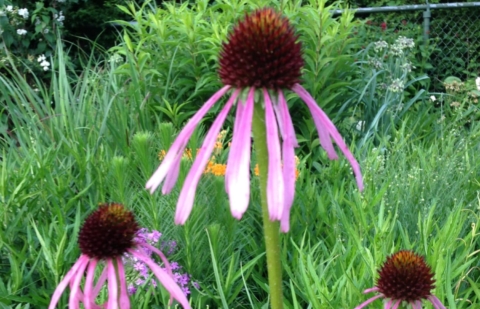 Zonnehoed - Echinacea pallida 
