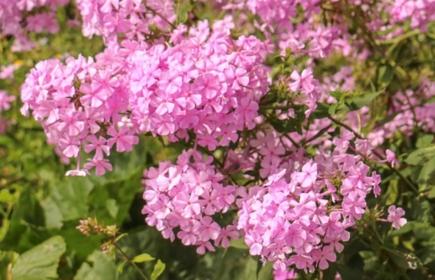 Vlambloem - Phlox amplifolia