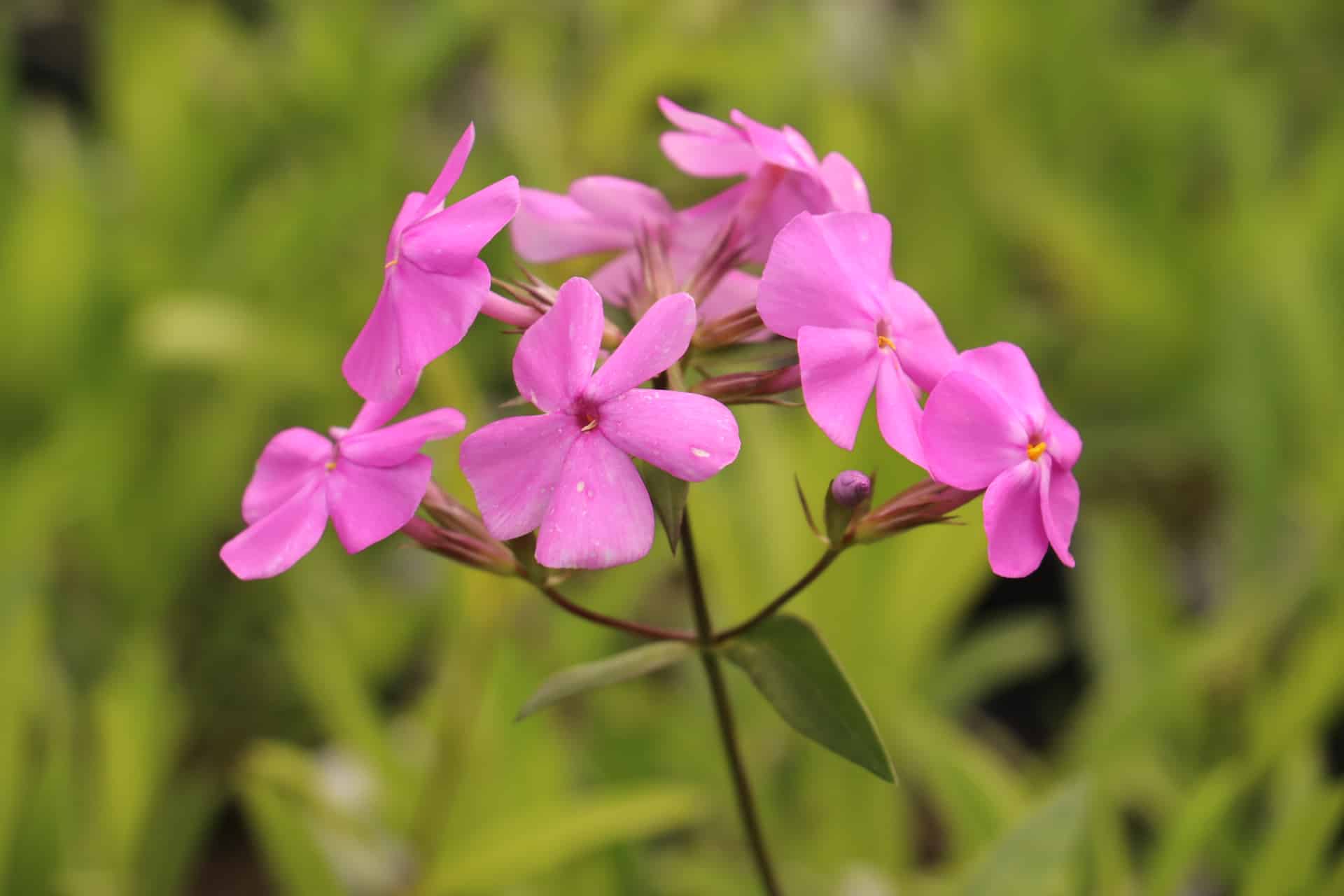 Vlambloem - Phlox carolina 'Bill Baker'
