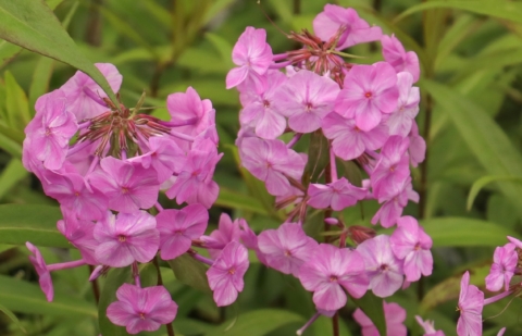 Vlambloem - Phlox maculata 'Alpha'