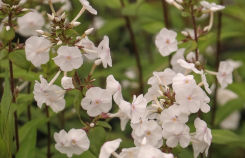 Vlambloem - Phlox maculata 'Delta'