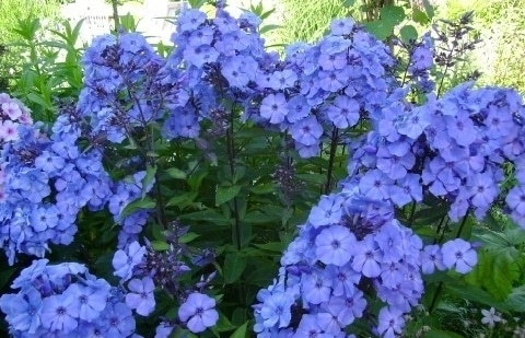 Vlambloem - Phlox pan. 'Blue Paradise'