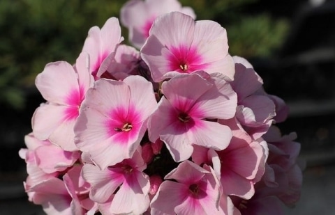 Vlambloem - Phlox pan. 'Bright Eyes'