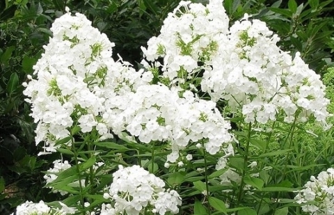Vlambloem - Phlox pan. 'White Admiral'