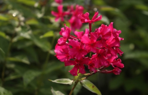 Vlambloem - Phlox pan. 'Kirchenfurst'