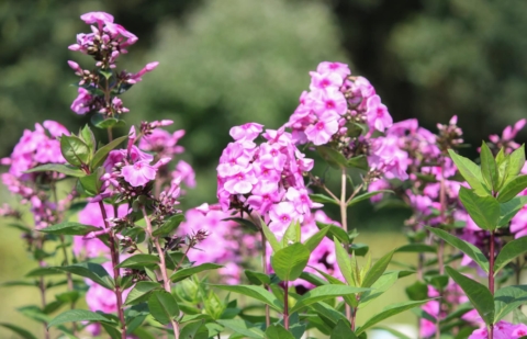 Vlambloem - Phlox pan. 'Eva Cullum'