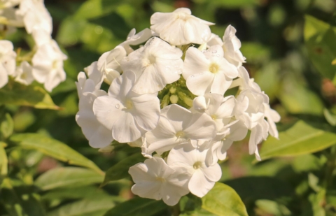 Vlambloem - Phlox pan. 'Rembrandt'